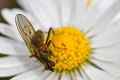 Scathophaga stercoraria