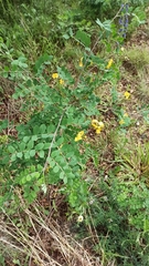 Colutea