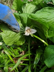 Trillium flexipes