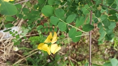 Colutea