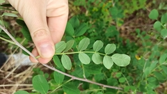 Colutea