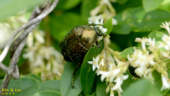 Protaetia brevitarsis