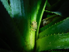 Scinax squalirostris