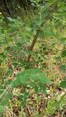 Colutea