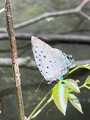 Pseudolycaena