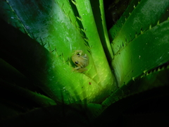 Scinax squalirostris