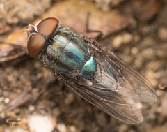 Compsomyiops callipes