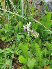 Anacamptis morio longicornu