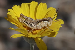 Melanoplus pictus