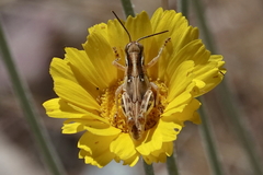 Melanoplus pictus