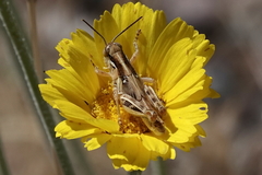 Melanoplus pictus
