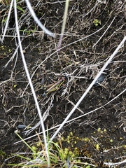 Parasphena pulchripes