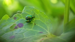 Gastrophysa viridula