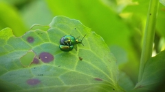 Gastrophysa viridula