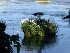 Hymenocallis coronaria