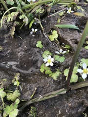 Ranunculus omiophyllus