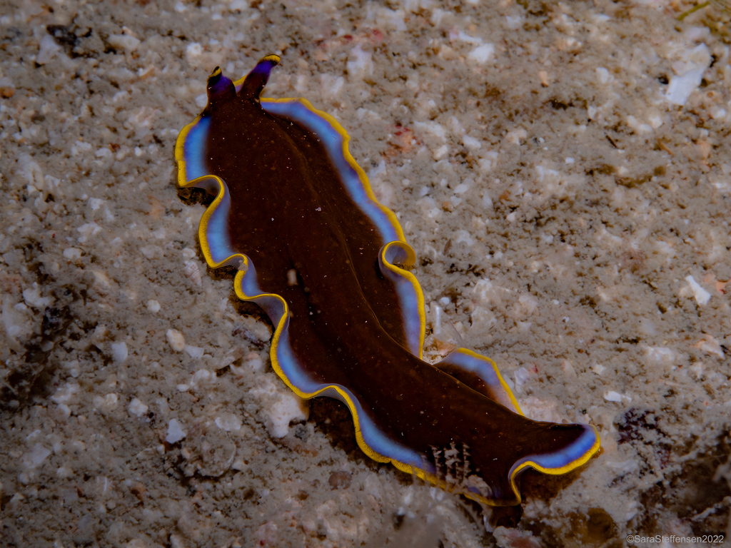 Pseudoceros duplicinctus