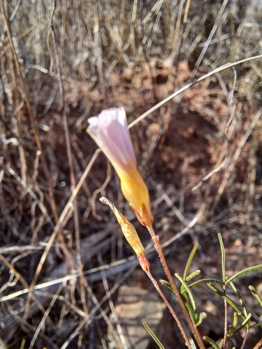 Image of Minileaf Sorrel (Oxalis burkei) by (c) Danie Palm, some rights reserved (CC BY)