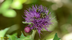 Lasiotrichius succinctus