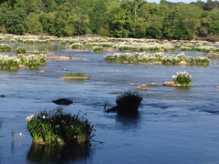 Hymenocallis coronaria