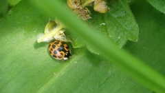 Harmonia axyridis