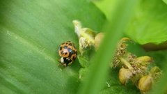 Harmonia axyridis