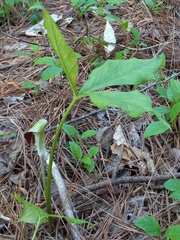 Arisaema quinatum