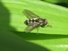 Portevinia maculata