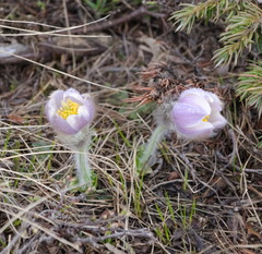 Pulsatilla vernalis
