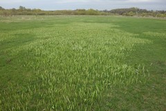 Tulipa sylvestris biebersteiniana