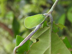 Flatida viridula