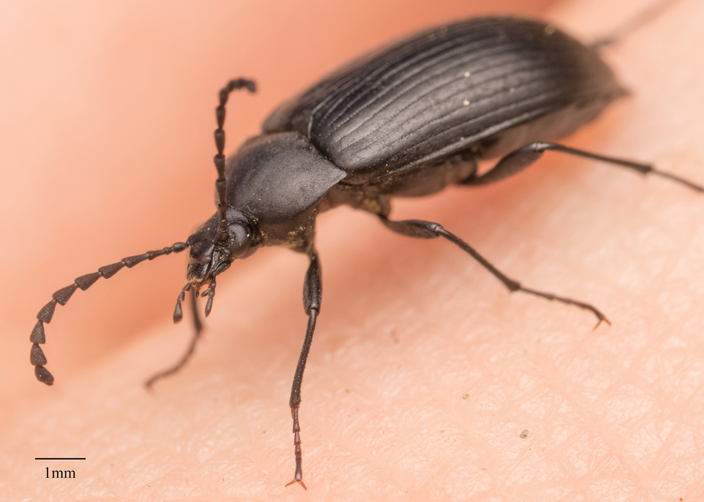 Pseudocistela pinguis