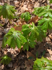 Podophyllum peltatum