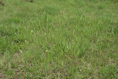 Tulipa sylvestris biebersteiniana
