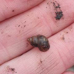 Bithynia tentaculata