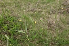 Tulipa sylvestris biebersteiniana