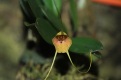 Masdevallia pteroglossa