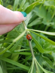 Coccinella septempunctata