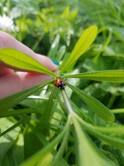 Coccinella septempunctata
