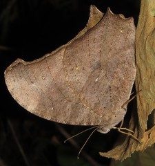 Melanitis leda leda