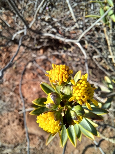 Image of Euryops lateriflorus by (c) Danie Palm, some rights reserved (CC BY)