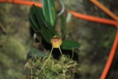 Masdevallia pteroglossa