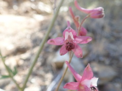 Delphinium purpusii