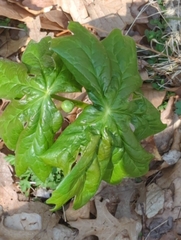 Podophyllum peltatum