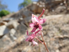 Delphinium purpusii
