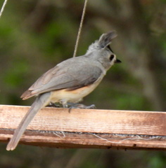 Baeolophus atricristatus