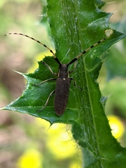 Agapanthia annularis