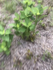 Verbesina microptera