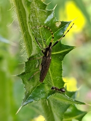 Agapanthia annularis