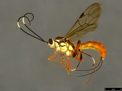 Australoglypta